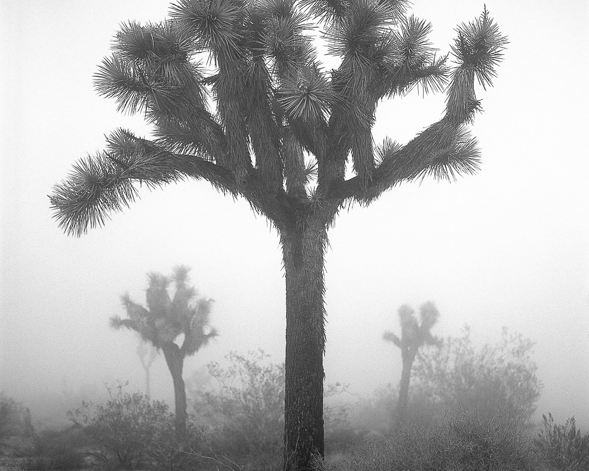 Joshua Tree 1