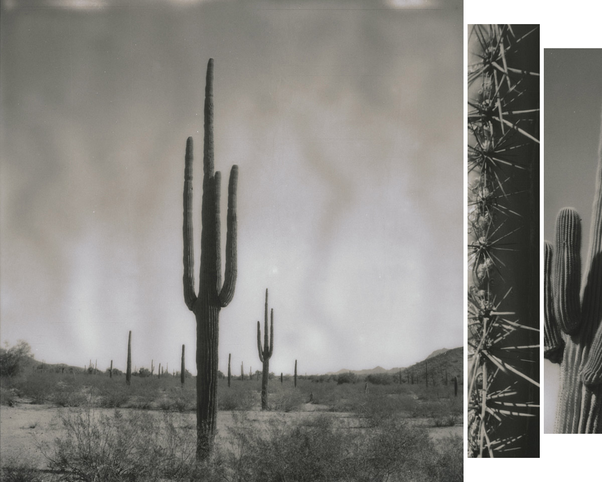 Saguaro Polaroids