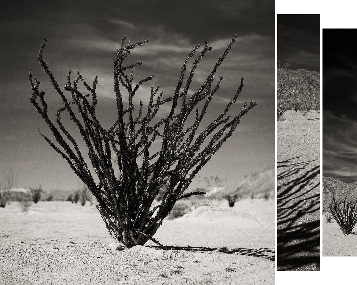 Anza Ocotillo