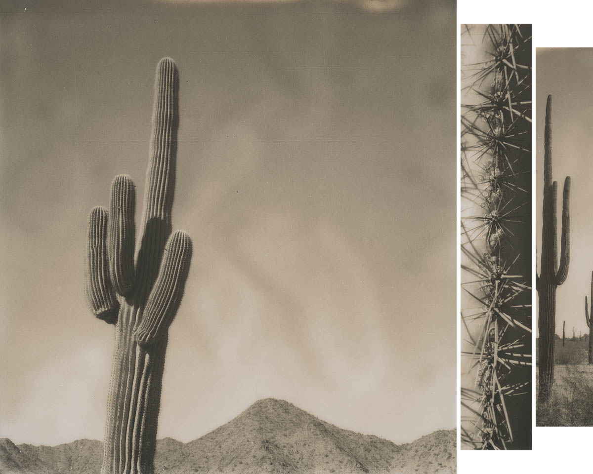 Saguaros 1