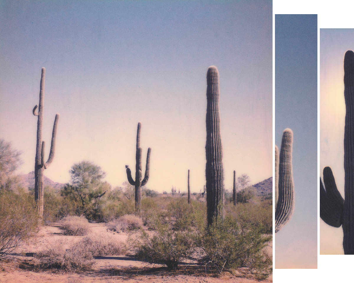 Saguaros 2